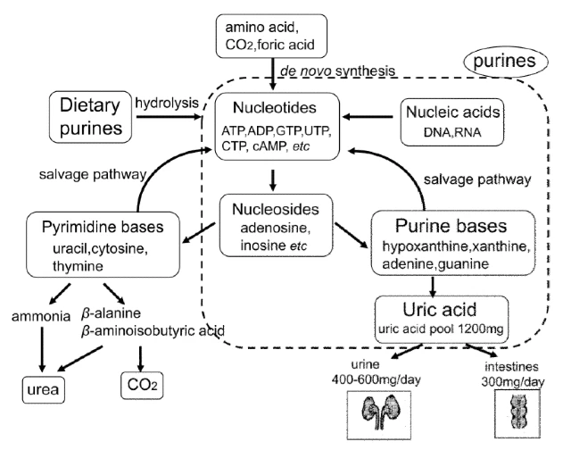 Purine Metabolism and Uric Acid Production media