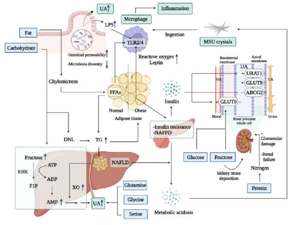 Nutrition-induced systemic metabolism involved in gouty disease.