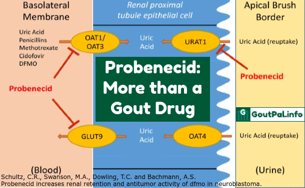 Probenecid – More than a Gout Drug